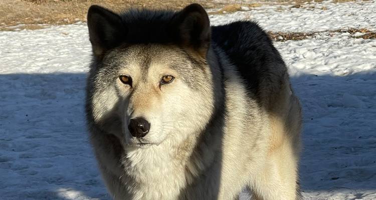 A wolfdog with piercing amber eyes stands alert on snowy ground at a sanctuary.