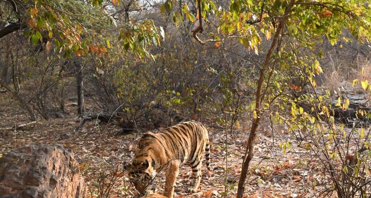 Tiger walking in a dry forest area.