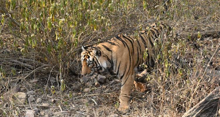 A tiger walking through dry grassland and small bushes.