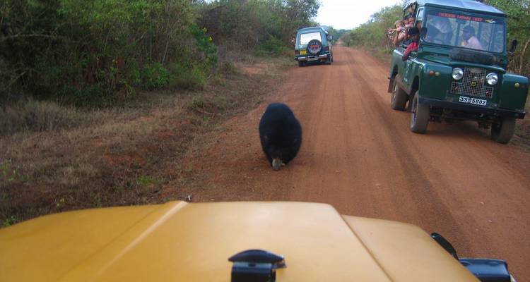 Safari-Fahrzeug auf einer Schotterstraße mit einem Bären, der voraus läuft.