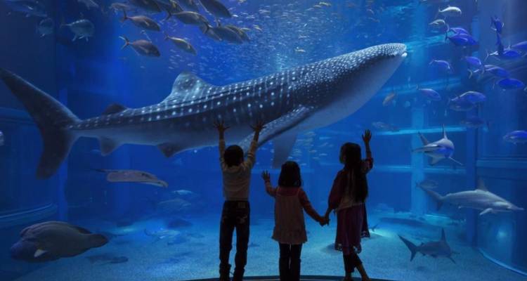 Niños mirando un pez grande en un acuario.