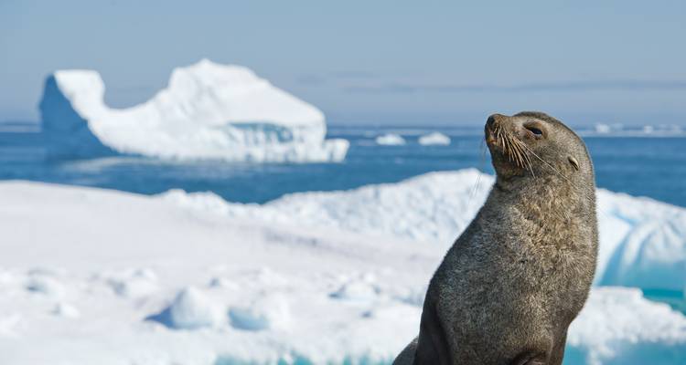 Un otarie se tient fièrement perché sur la glace enneigée avec un iceberg aux formes sculptées et la mer polaire au-delà.