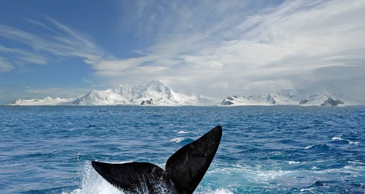 La queue d'une baleine émerge à la surface avec les montagnes enneigées de l'Antarctique s'étendant à l'horizon.