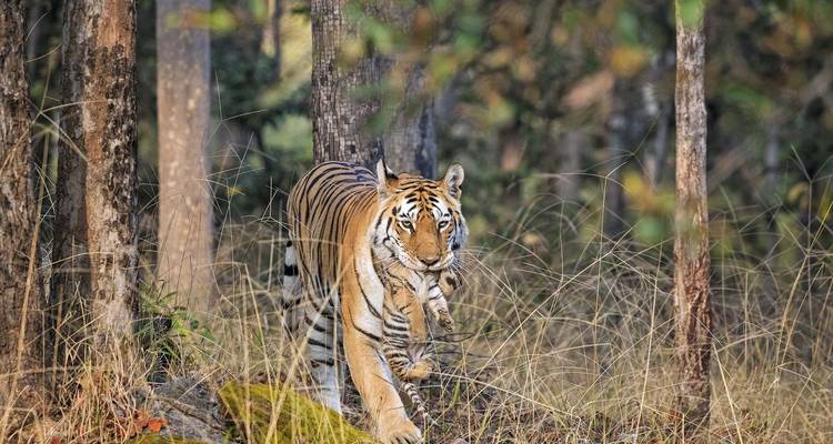 Tigre marchant à travers de hautes herbes dans un cadre forestier.