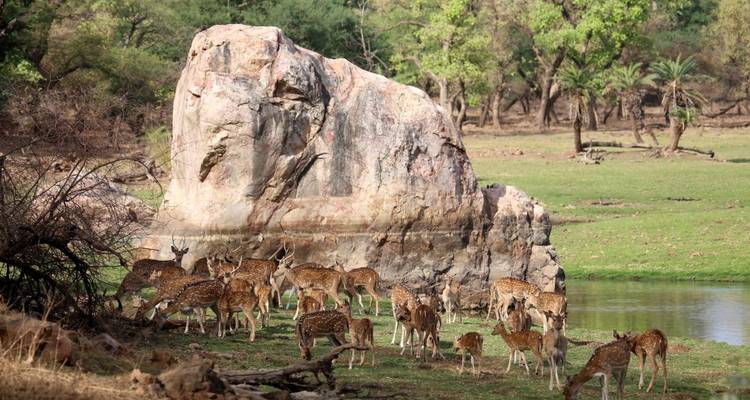 Groupe de cerfs rassemblés autour d'un rocher dans une zone herbeuse.