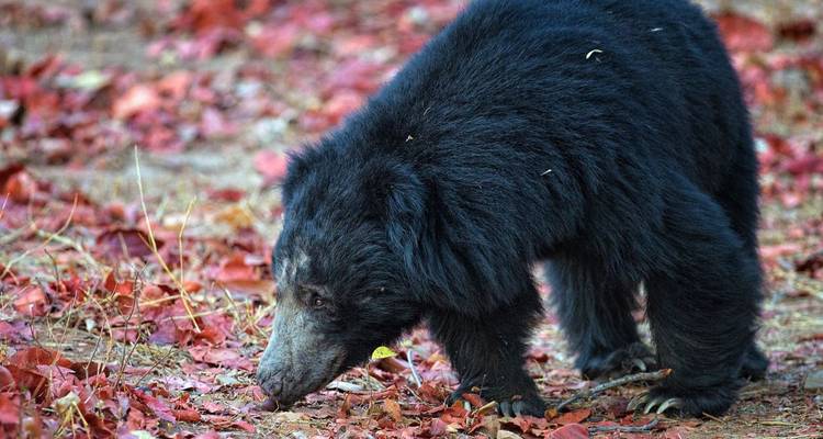 Ours fouillant au sol avec des feuilles colorées.
