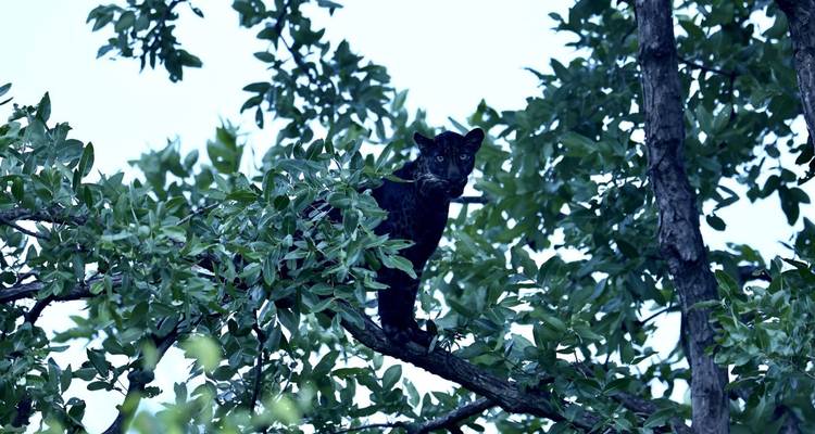 Léopard perché dans un arbre parmi le feuillage.