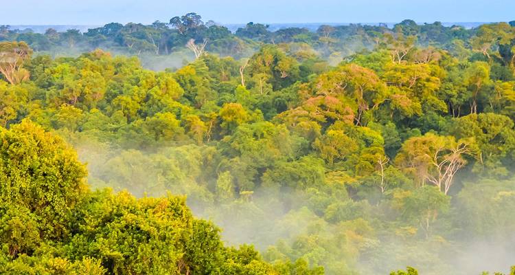 Vista aérea brumosa del dosel de la densa selva amazónica bañada en luz matutina.