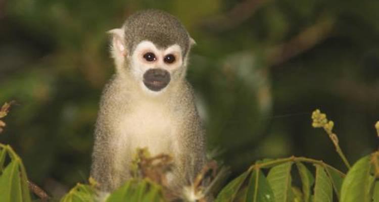 Amazon Rainforest - World Expeditions