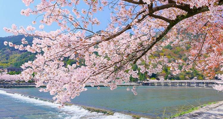 Cherry blossoms over a river with a traditional bridge and mountains.