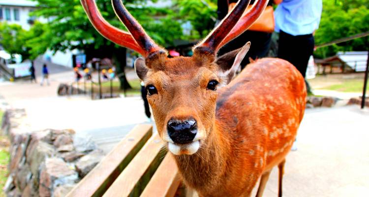 Close-up of a deer in a park setting.