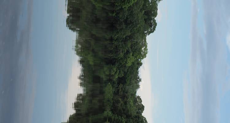 Rivière tranquille de la jungle reflétant parfaitement la forêt verte et dense sous un ciel bleu pâle.