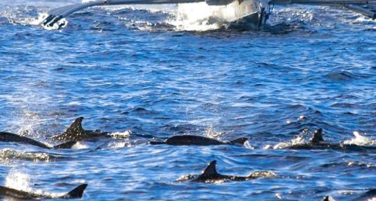 Dolphins swimming in the ocean with a boat.