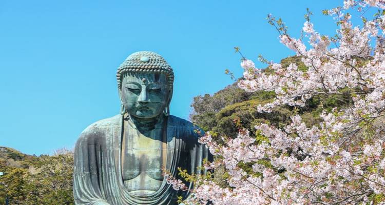 Gran estatua de Buda rodeada de flores de cerezo