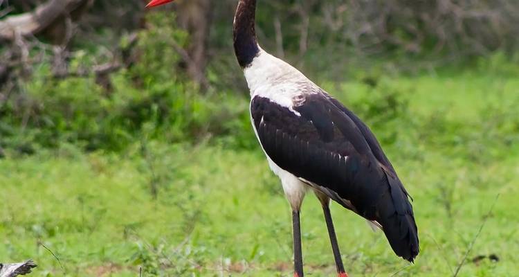 A stork standing on grassy ground in a natural environment.