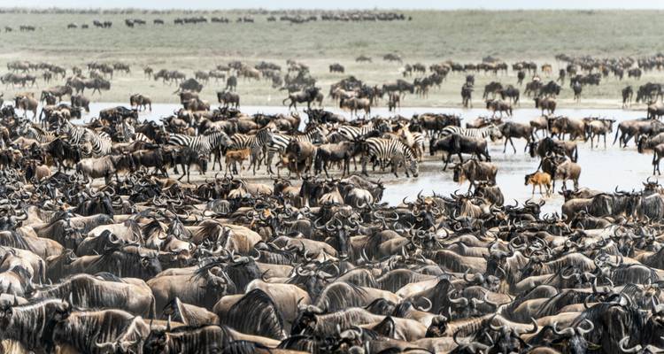 D'énormes troupeaux de gnous et de zèbres se pressent autour d'un point d'eau pendant la migration.