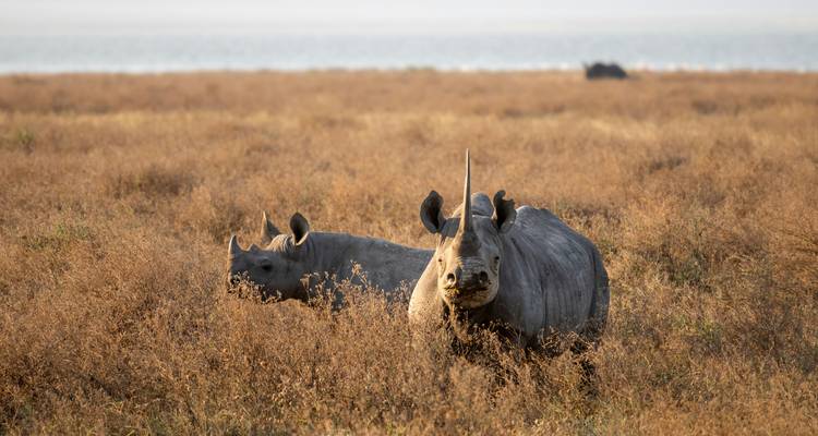 Deux rhinocéros noirs se tiennent en alerte dans les hautes herbes sèches de la savane ouverte.