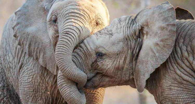 Dos elefantes abrazándose en un entorno natural.