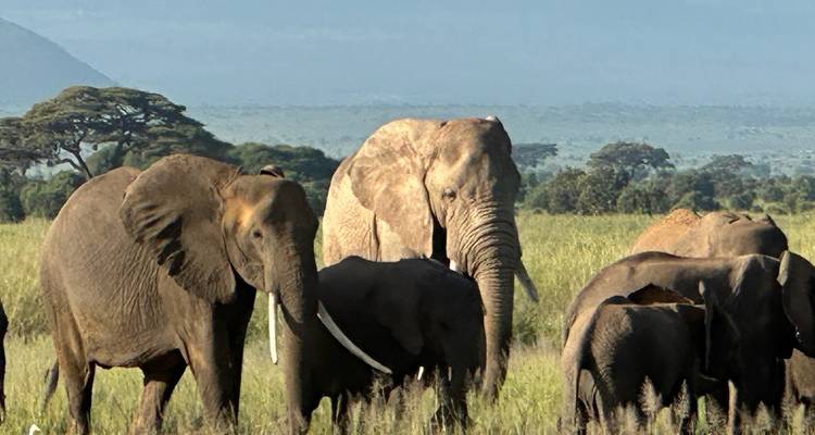 Troupeau d'éléphants africains paissant dans les herbes hautes dans une savane ouverte avec des collines lointaines sous un ciel dégagé