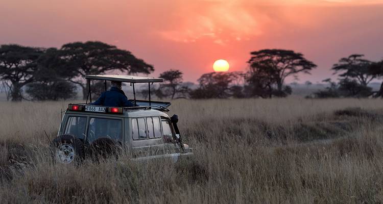 Véhicule de safari circulant dans les hautes herbes au coucher du soleil avec un ciel orange et des acacias