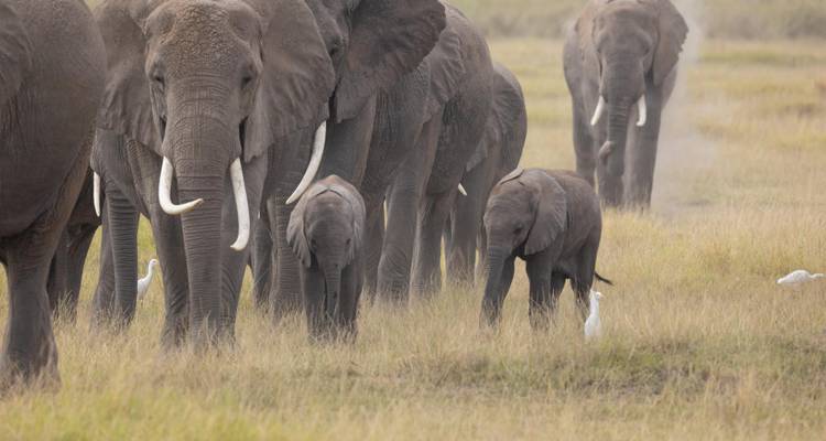 Herd of African elephants, including calves, marching through tall grass on the savanna.