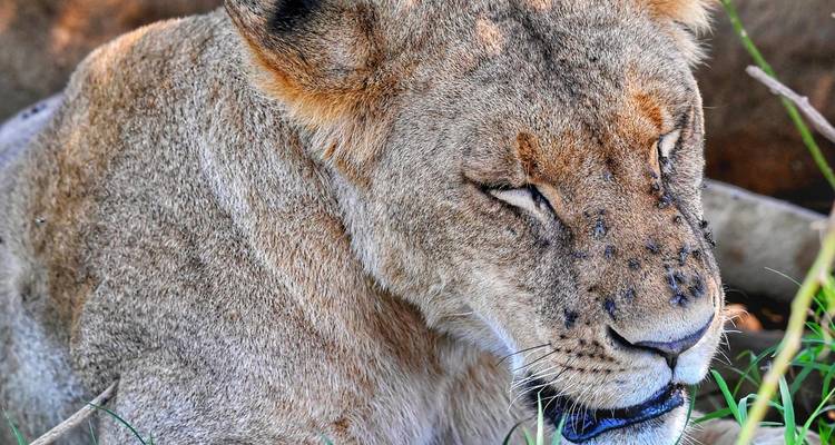 Close-up portrait of a resting lioness with eyes half closed and flies on her face.