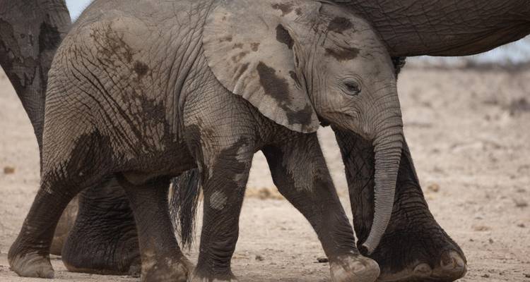 Muddy elephant calf walking closely beside an adult in a dry riverbed.