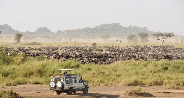 Safari jeep observing a massive herd of wildebeest spread across dusty grasslands during migration.