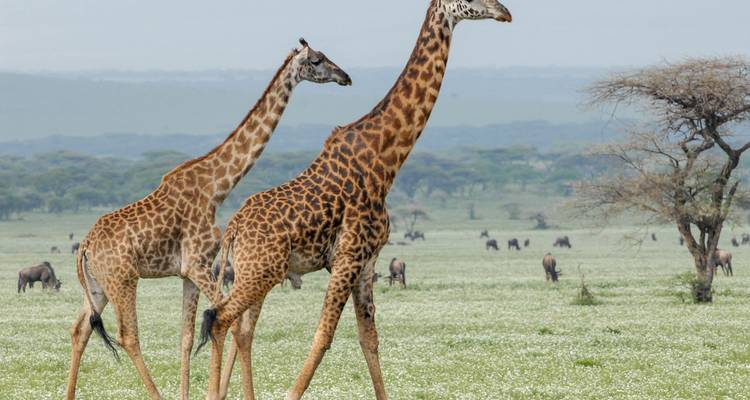 Two giraffes stride gracefully across a vast green Serengeti plain dotted with wildlife.