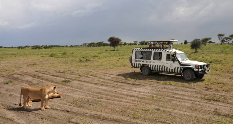 Safari vehicle parked on open plain near a resting lioness under a stormy sky.