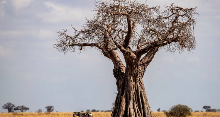 Majestic bare baobab tree rising from golden savanna grass with a lone zebra grazing beneath.