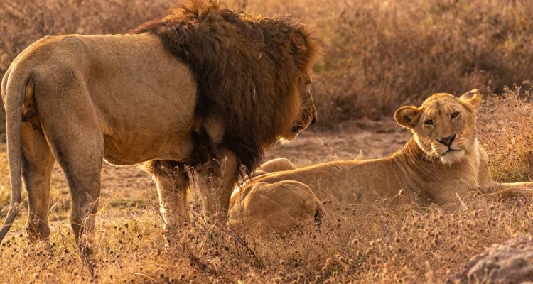 Male and female lions resting in dry grass bathed in warm sunset light.