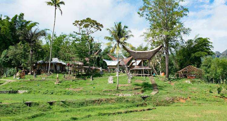 Casas tongkonan tradicionales toraja rodeadas de frondosos arrozales y árboles tropicales.