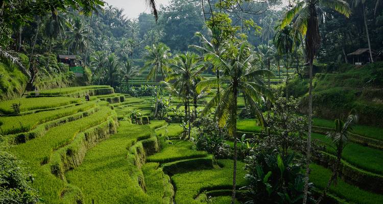 Weelderige getrapte rijstterrassen omlijst door tropische palmbomen nabij Ubud, Bali