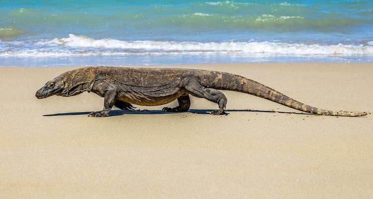 Un grand dragon de Komodo marche sur une plage de sable avec des vagues turquoise en arrière-plan