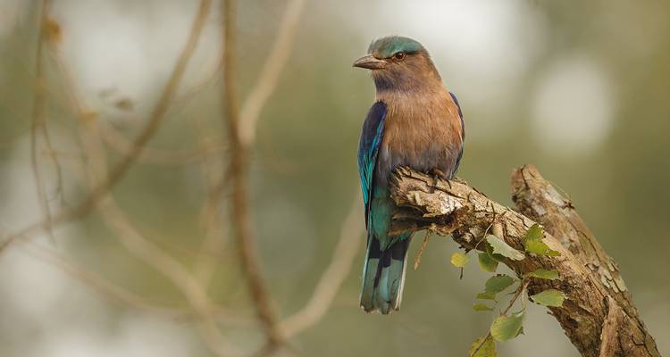 Colorful bird perched on a tree branch in a wooded area.