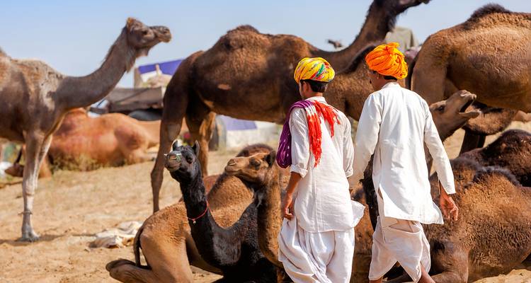 Men in traditional attire with camels in a desert setting.