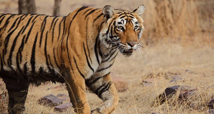 A majestic Bengal tiger walking through dry grassland.