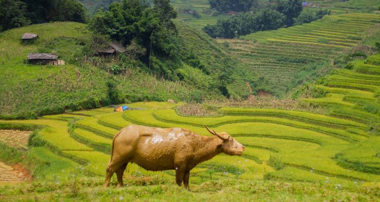 A water buffalo standing on lush green rice terraces that curve across a rural Vietnamese hillside.