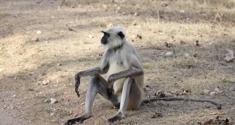 Langur monkey sitting on the ground