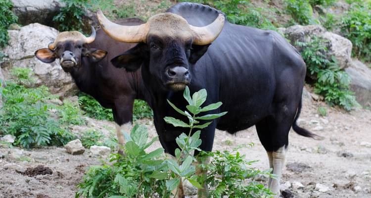 Two wild bison in a natural setting