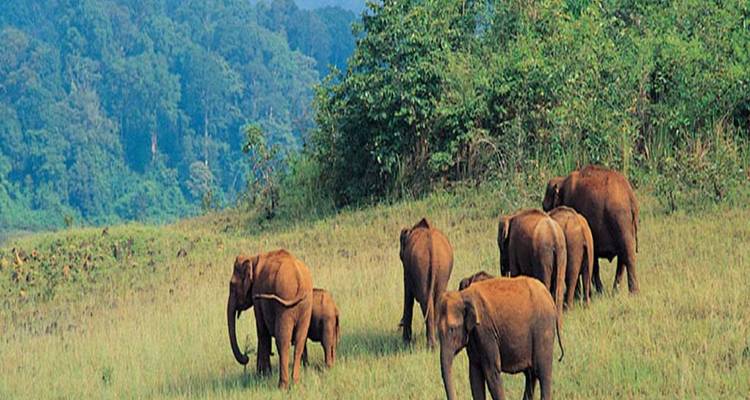 Elephants walking on a grassy field near a forest.