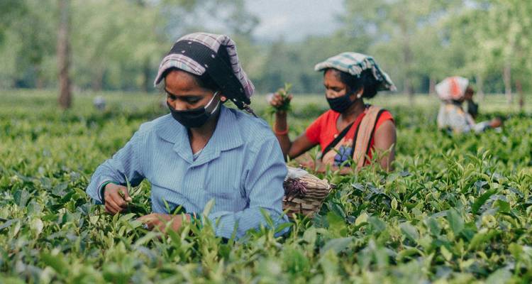 People picking tea leaves in a plantation field.