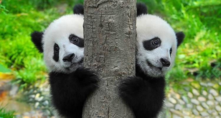 Dos pandas asomándose desde detrás de un árbol.