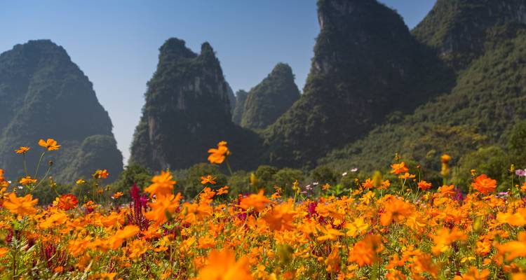 Des fleurs colorées avec des montagnes karstiques en arrière-plan.