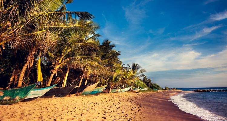 Plage bordée de palmiers avec des bateaux traditionnels et vue sereine sur l'océan, probablement au Sri Lanka.