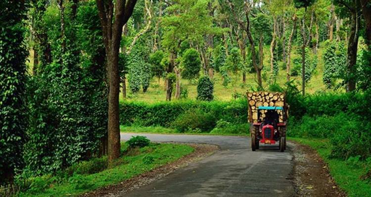 A tractor loaded with logs driving through a forested road.
