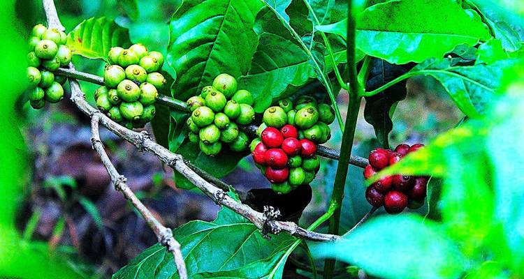 Ripe and unripe coffee cherries on a branch with green leaves.