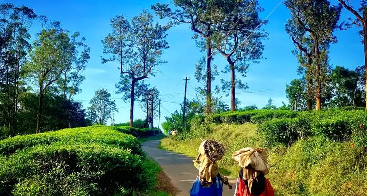 Two people carrying bundles walk along a path lined with tea plantations.