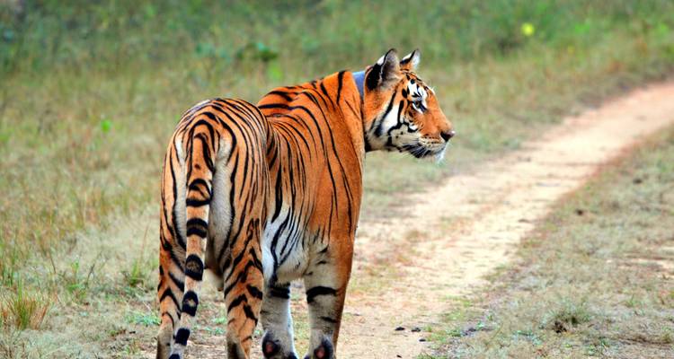 Un tigre marchant le long d'un sentier de terre dans un paysage herbeux.